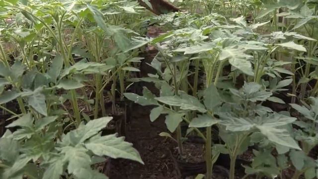 Томаты в рассаде фирмы САКАТА у Шамса (24- 02 -2018) смотреть онлайн