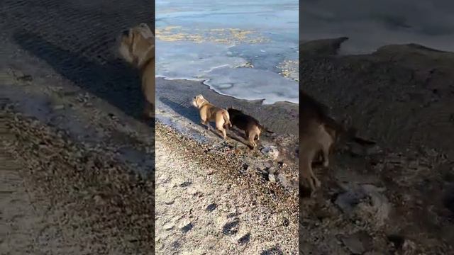 @Pomeranian.ok наш Инстаграм. смотреть онлайн