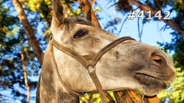 #4142. Лошади (В мире животных) смотреть онлайн