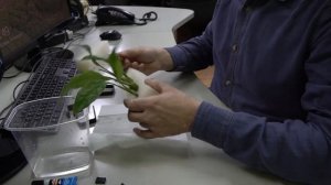 Спатифиллюм "Женское счастье" из цветочного горшка в аквариум!