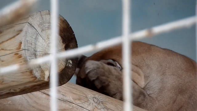 СУРОВЫЕ ЧЕЛЯБИНСКИЕ ЗВЕРИ УМЕЮТ ОТДЫХАТЬ смотреть онлайн