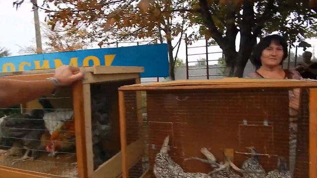 Выставка кур в парке "Богоявленский". 24.08.2014 г. (видео "Корабелов.Инфо") смотреть онлайн