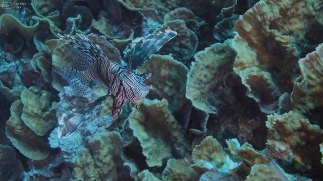 [NEW] 11HRS Stunning 4K Underwater Wonders + Relaxing Music | Coral Reefs & Colorful Sea Life смотреть онлайн
