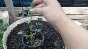 Ответы на вопросы. Прищипываем кампанулу!