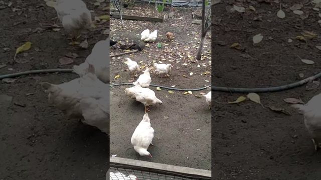 Бройлеры уже мало чихают смотреть онлайн