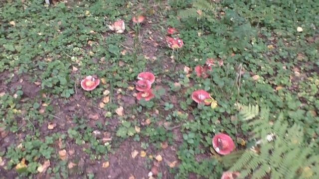 Поход за грибами. Тихая охота 2021 года. смотреть онлайн