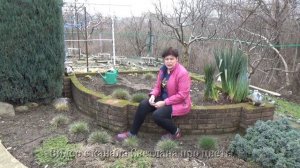 Дельфиниум однолетний  Сею семена в открытый грунт как можно раньше