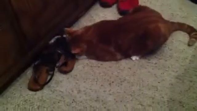 Cat attacks shoes смотреть онлайн