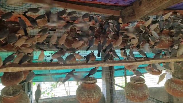 Sale sale sale low price for Java bird. 1.5k Java birds farm visit 2023.#cheapest #sale #viral смотреть онлайн