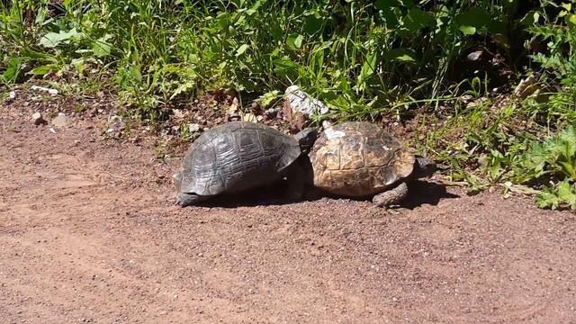 Брачные игры черепах смотреть онлайн