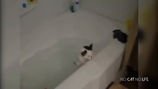 Подборка веселых котов смотреть онлайн