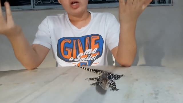 Lagarto teiu ( Salvator merianae ) смотреть онлайн