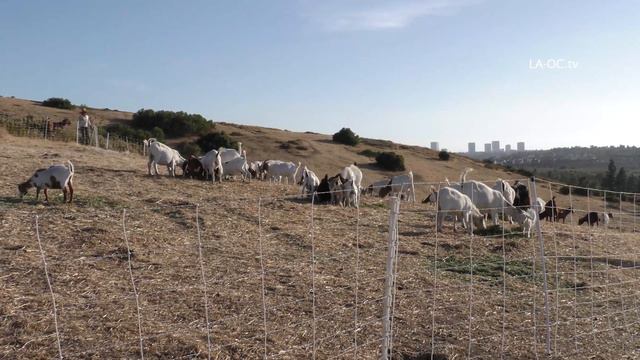 4K - Wildfire Goat Squad Mitigators to the Rescue смотреть онлайн