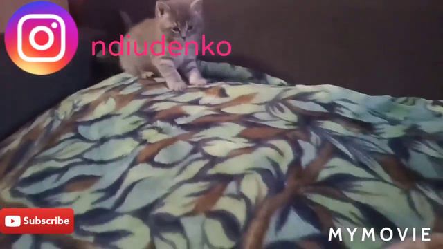 дневник шотландских котят 🐈 один месяц и 5 дней смотреть онлайн