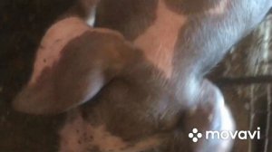 Чашечные поилки для поросят. Ниппельные поилки для свиней.