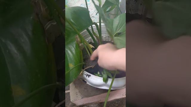 Syngonium, How To Dwarf The Big Leaf, Part 1/2