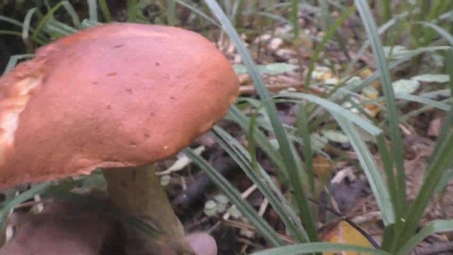 БЛАГОРОДНЫЕ ГРИБЫ КАК ЦЫГАНСКИЕ БАРОНЫ БОГАТСТВО И КРАСОТА ЛЕСА И ОБЛОМ смотреть онлайн