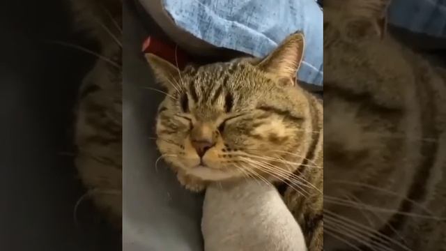 Разговоры во сне смотреть онлайн