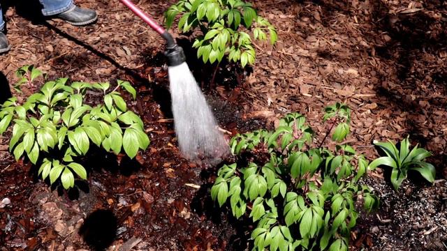 PLANTING PEONIES PLANTS & HYDRANGEA TRANSPLANT смотреть онлайн