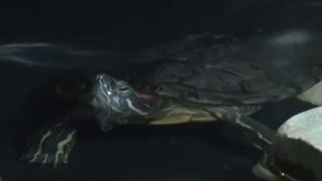 "Черепахи тайфун" смотреть онлайн