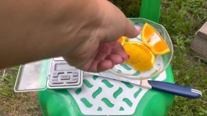 Тангор Ортаник ?Tangor Ortanique , дегустация .