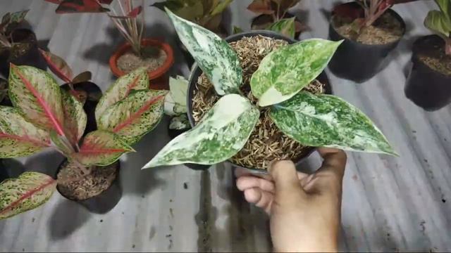 Sale aglaonema 7 September 2022 смотреть онлайн