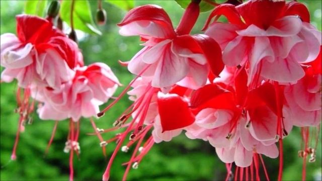 Почему у меня пониженная самооценка. Диагностическая экспресс сессия от Елены Ушанковой. смотреть онлайн