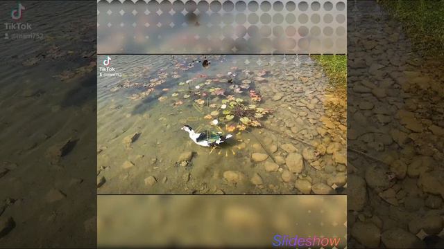 Зелёная планета. смотреть онлайн