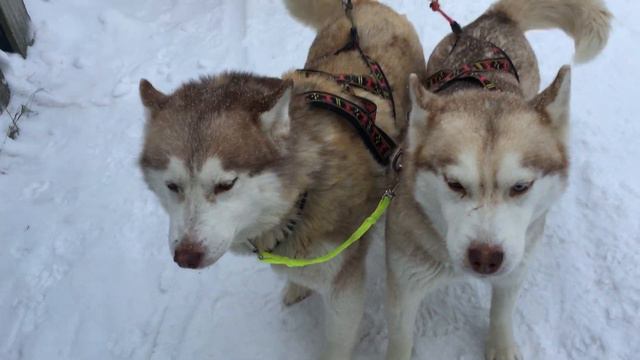 Хаски поют перед поездкой смотреть онлайн