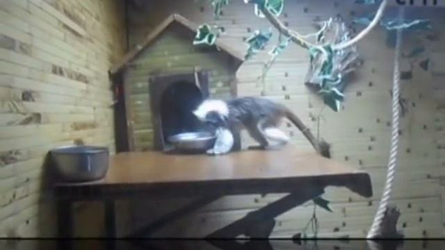 Oedipus Tamarin - эдиповый тамарин