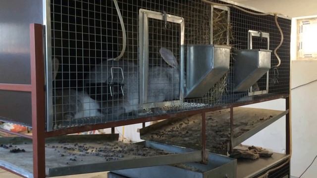 Клетки для кроликов разного типа и моделей от производителя