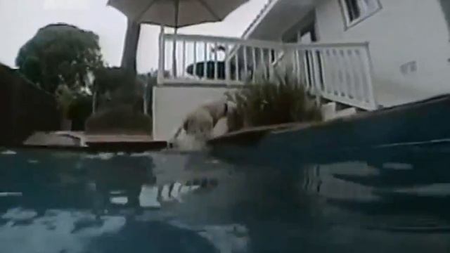 Самые прикольные животные планеты, смешные животные смотреть онлайн