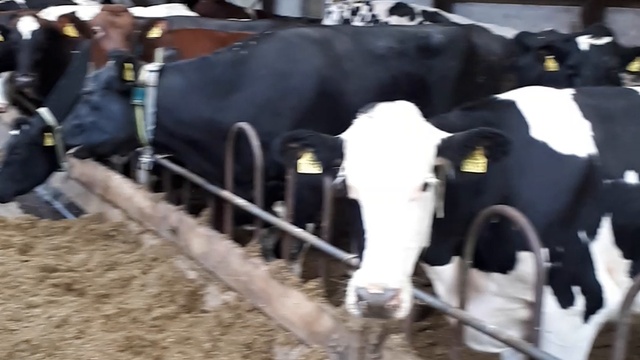 Продажа зарубежного КРС с доставкой смотреть онлайн