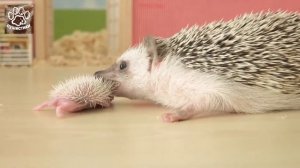 Лучшее видео про ежей. Маленький ёжик 2018г.