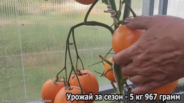 Томат Бычье сердце персиковое ! Один из самых урожайных...#помидор #томат #урожай смотреть онлайн