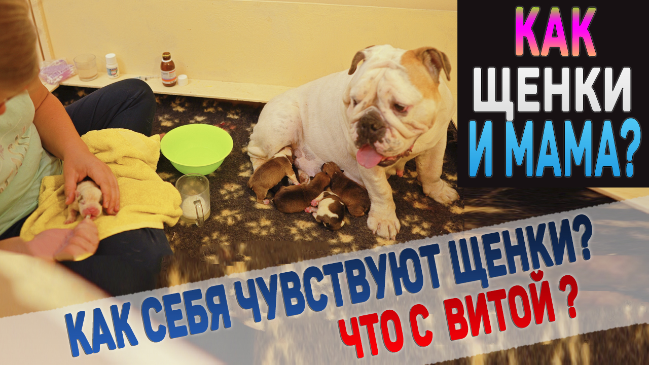 Как себя чувствуют щенки и мама? смотреть онлайн