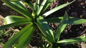 Декоративный лук в саду