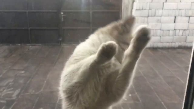 Картофельные котлеты ( Постные , Веганские ) смотреть онлайн