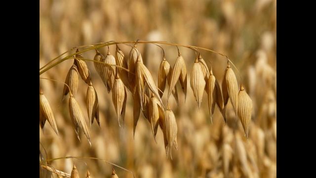 Овёс посевной (растения полезные и ядовитые для кроликов). смотреть онлайн