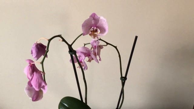 ОРХИДЕИ. Трудная адаптация новой орхидеи после пересадки. смотреть онлайн