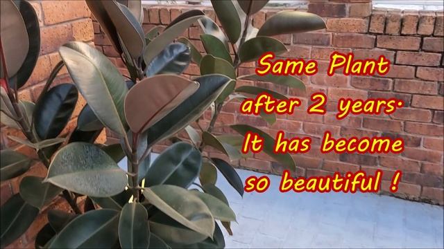 Making Rubber Plant Bushy By Pruning and Notching смотреть онлайн