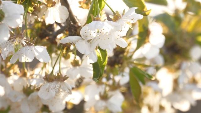SPRING VIDEO | Free Stock Footage | Free HD Video - no copyright смотреть онлайн