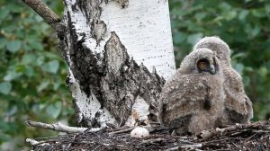 Ушастая сова