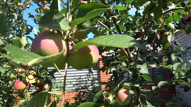 Лучший летний сорт яблони. Какой сорт яблони посадить. смотреть онлайн
