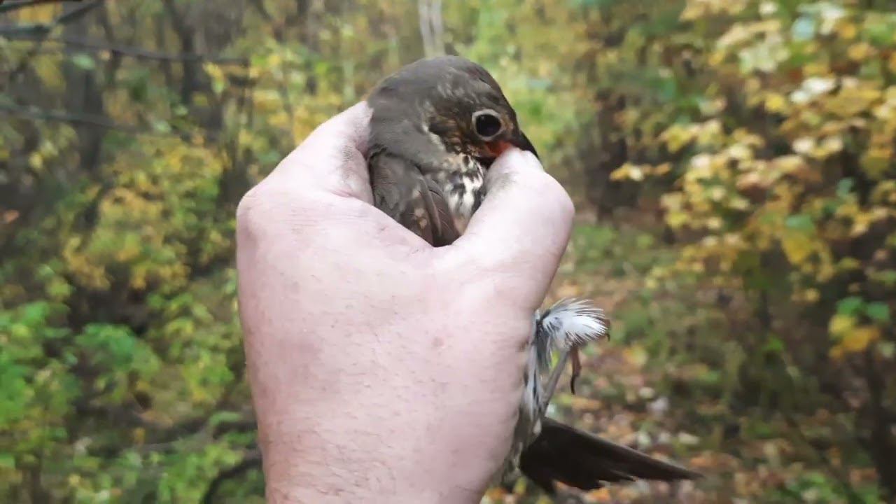 Ловля певчих птиц 18 сентября 2022 год. смотреть онлайн