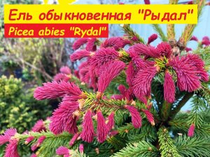 Ель обыкновенная «Рыдал». Picea abies «Rydal»