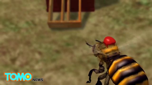 Are Bees Going Extinct? American Beekeepers Report Massive Colony Losses Last Summer - TomoNews