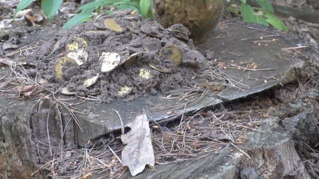 КЛАД! ЗОЛОТОЙ ГОРШОК С ЗОЛОТОМ!!! В ПОИСКАХ КЛАДА И ЗОЛОТА ОТ ВИКЛИНГА! смотреть онлайн