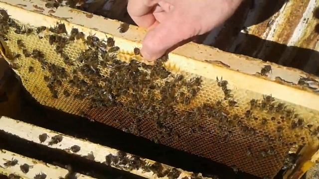 Пчёлы на даче. Гибель семьи в конце зимовки. смотреть онлайн