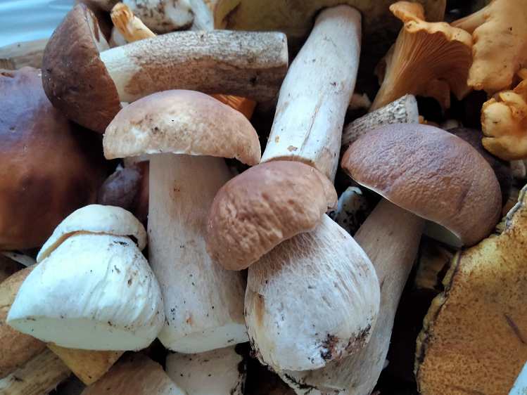 Грибы в Ленобласти смотреть онлайн